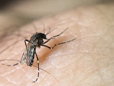 4月上半月全市伊蚊密度监测结果发布  不合格的监测点32个