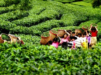 “小茶叶”撬动“大产业”，英德红茶成功出圈