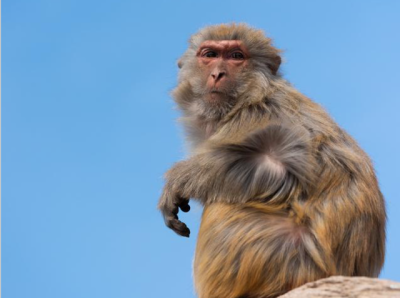 中国科学家培育出第1个猴子“假胚胎”