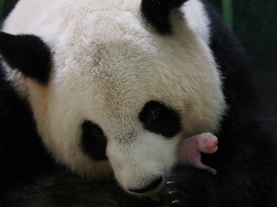 法国将续租大熊猫“欢欢”和“圆仔”