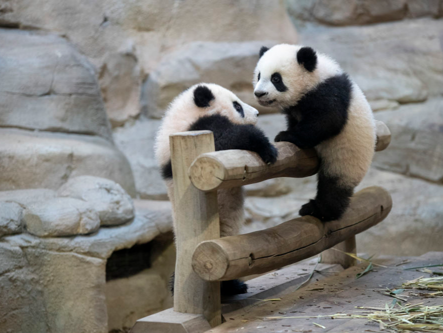 上海拟送新的大熊猫？台北市长蒋万安：有初步结论会向外宣布 