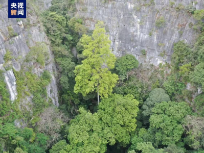 72.4米！广西发现中国岩溶地区最高树