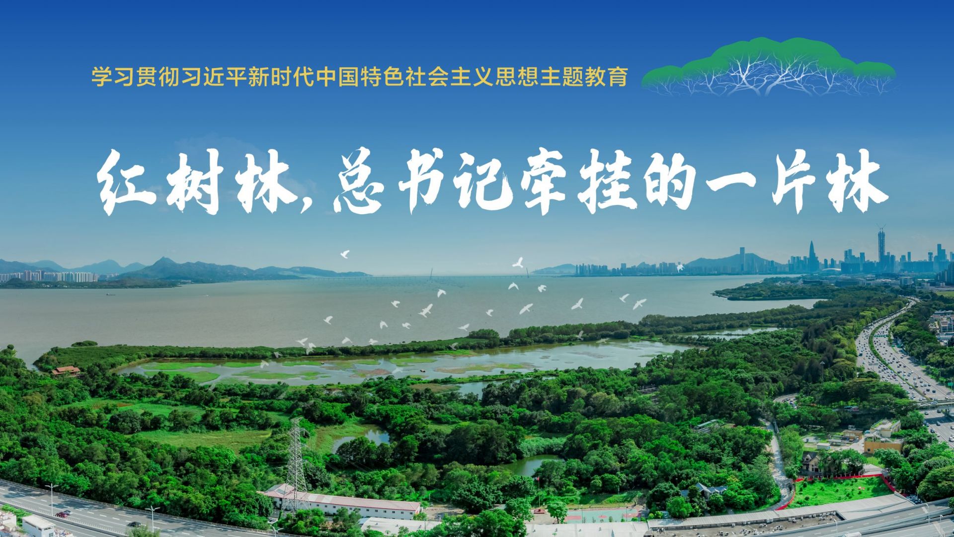 红树林，为何让总书记如此牵挂？ | 主题教育·学思想