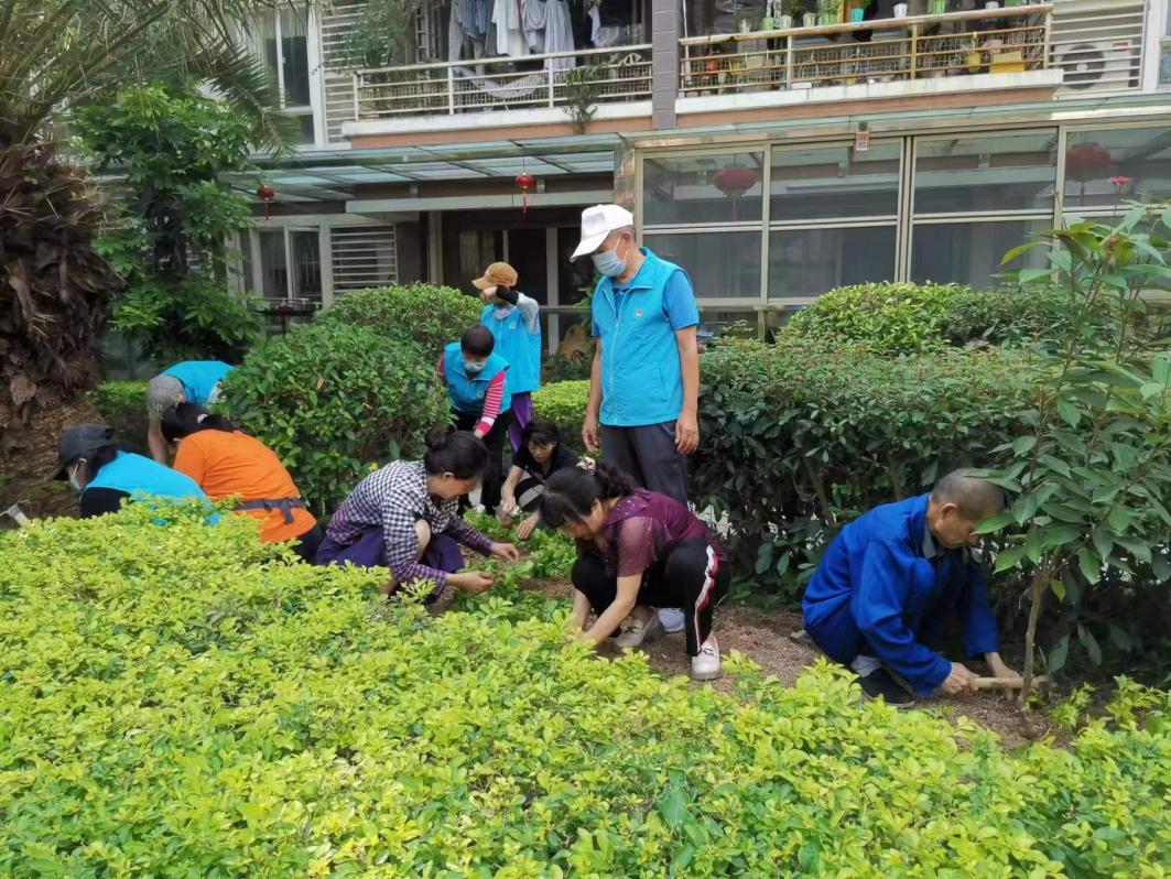 南山区桃花园社区开展“补种绿植 美化家园”  志愿服务