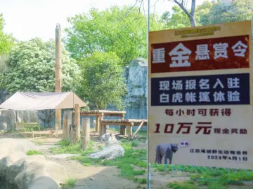 动物园重金悬赏“与虎同住”？最新进展→