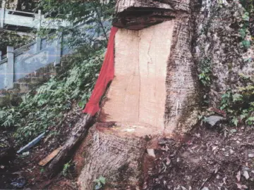 贵州2600岁“古楠木王”被盗割，11人获刑