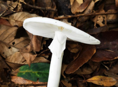 （不发）野生蘑菇进入生长旺盛期！疾控专家最新提醒→