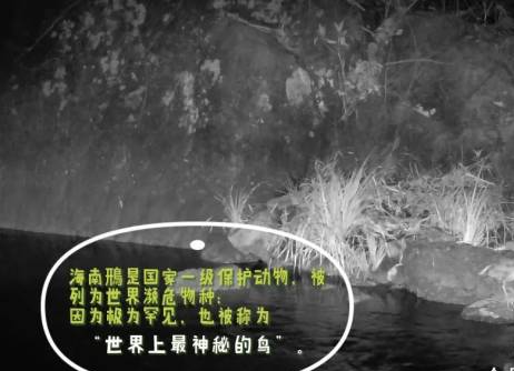 首次发现！“世界上最神秘的鸟”现身惠东