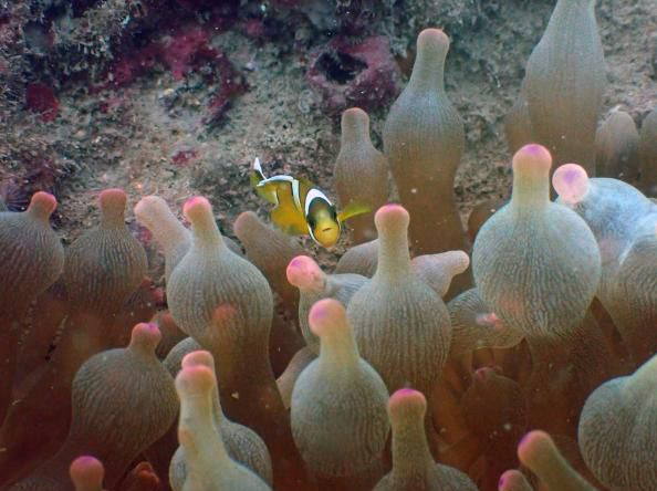 广东海洋大学深圳研究院专注研究珊瑚礁生态修复技术