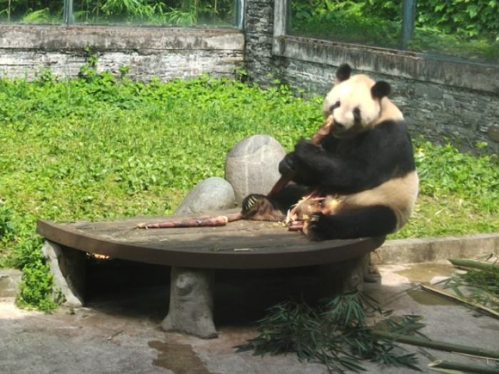网传多只大熊猫相关谣言，大熊猫保护研究中心澄清