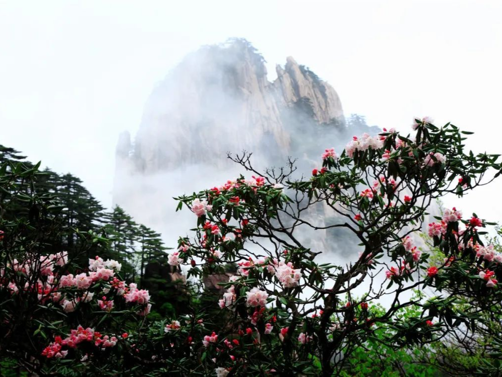 黄山风景区：4月29日未超限接待，呼吁游客提前预订酒店