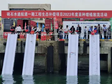 创建绿色航道，数千万尾鱼苗投放矾石水道
