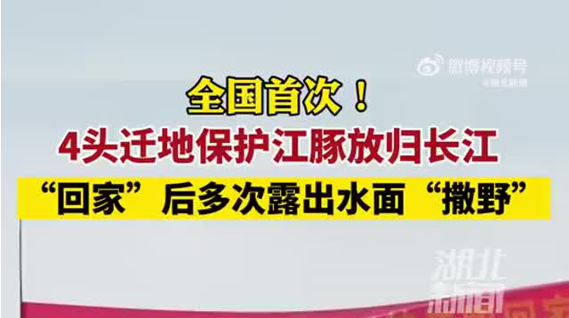 回家“撒野”喽！4头江豚放归长江