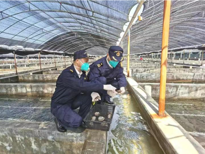 “绿色通道”实现“零滞留” 揭阳海关助力惠来鲍鱼扩大出口