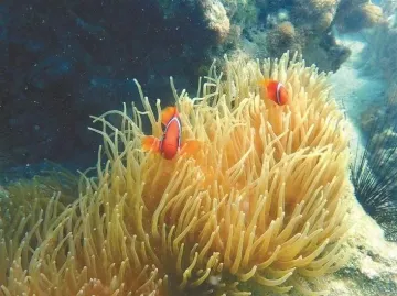2023深圳国际渔业博览会：“我在深圳海底认养珊瑚”报名启动