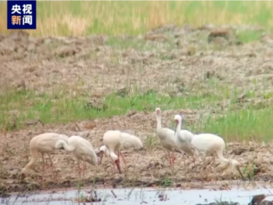 极危物种集体亮相 天津七里海湿地首次发现白鹤种群