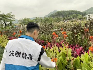 光明街道开展“踏青铲毒”行动