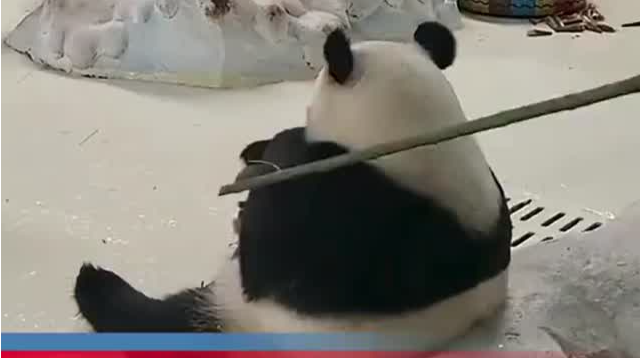 大熊猫被饲养员用竹竿拍打？园方致歉