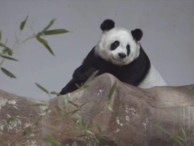 中方已明确要求泰方妥善封存熊猫“林惠”尸体 将组建专家组开展死因调查