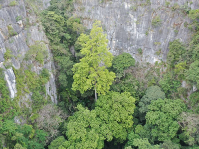 “全身照”来了！广西发现中国岩溶地区最高树