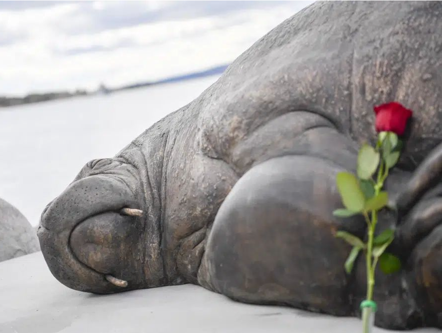 挪威遭安乐死“网红”海象雕像揭幕