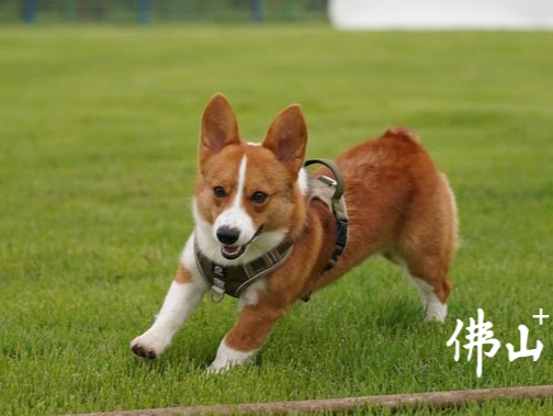 快带上毛孩子打卡！“五一”假期相约佛山乐平大同湖宠物乐园