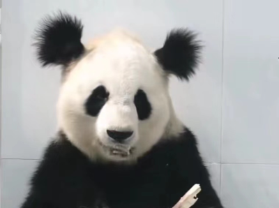 大熊猫“小丫”7岁因尿毒症去世，陕西省林业局证实