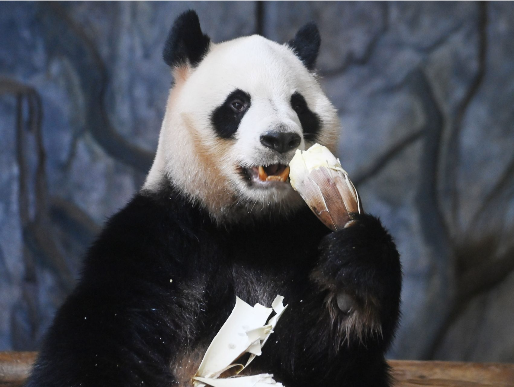 大熊猫也爱吃“甜筒”？深圳野生动物园大熊猫进入“食笋季”