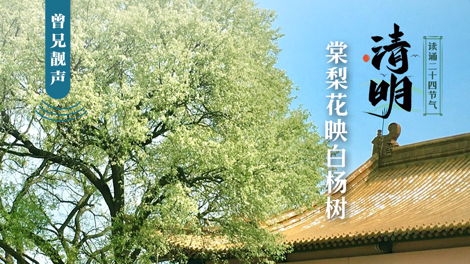 曾兄靓声｜第84期：原创散文《棠梨花映白杨树》