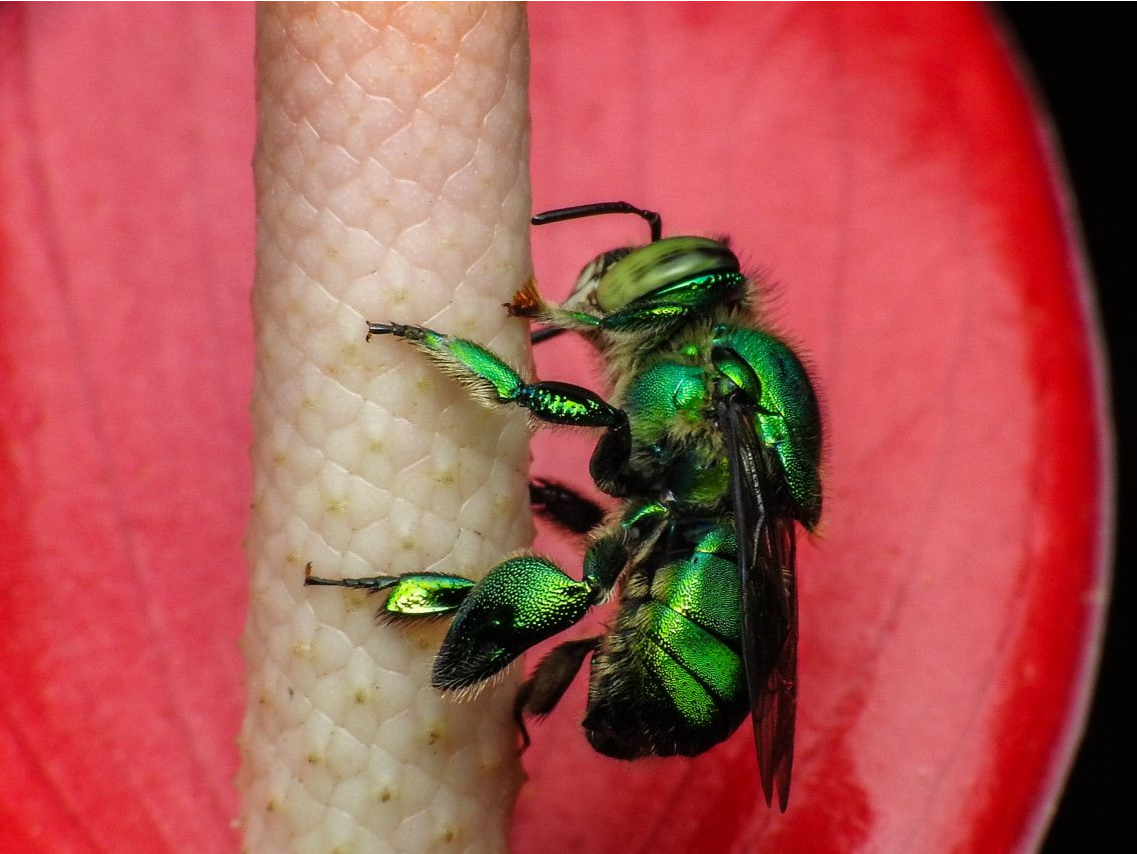 雄性兰花蜂调配自己的“香水”？原因找到了——吸引雌性！
