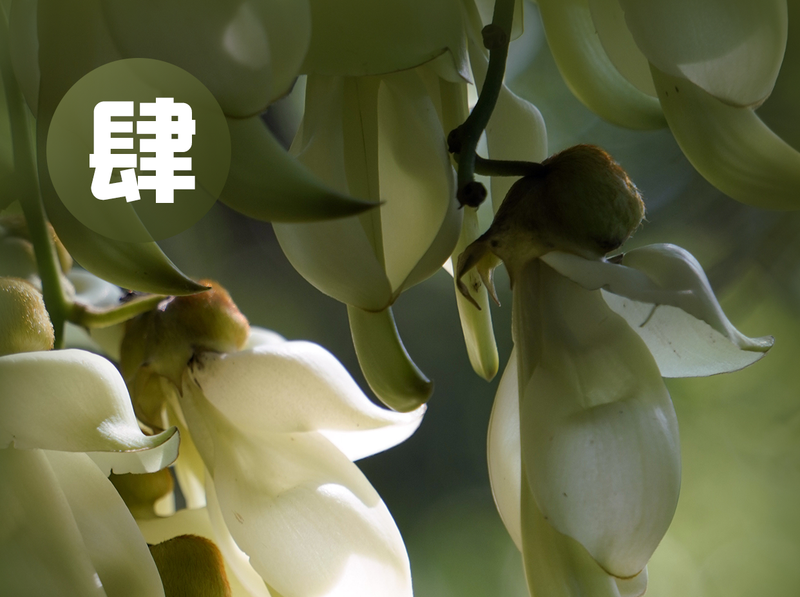 鹏城花事 | 四月花历高清壁纸！走进深圳花花世界