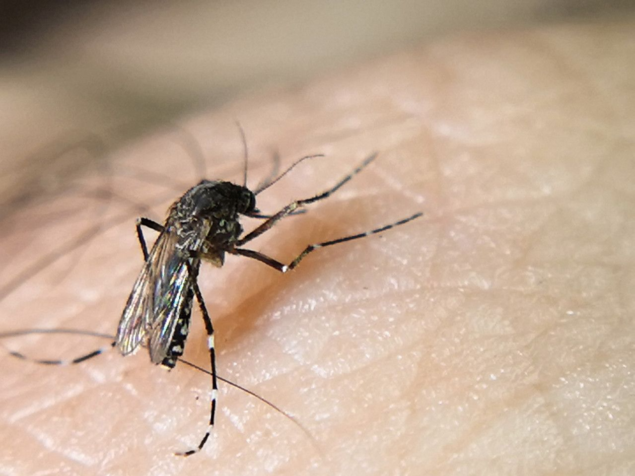 阿根廷登革热疫情严重，要给蚊子做绝育