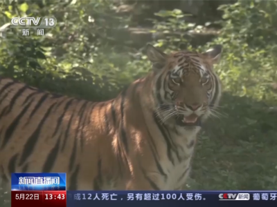 种群再扩大 华南虎保护又有好消息！