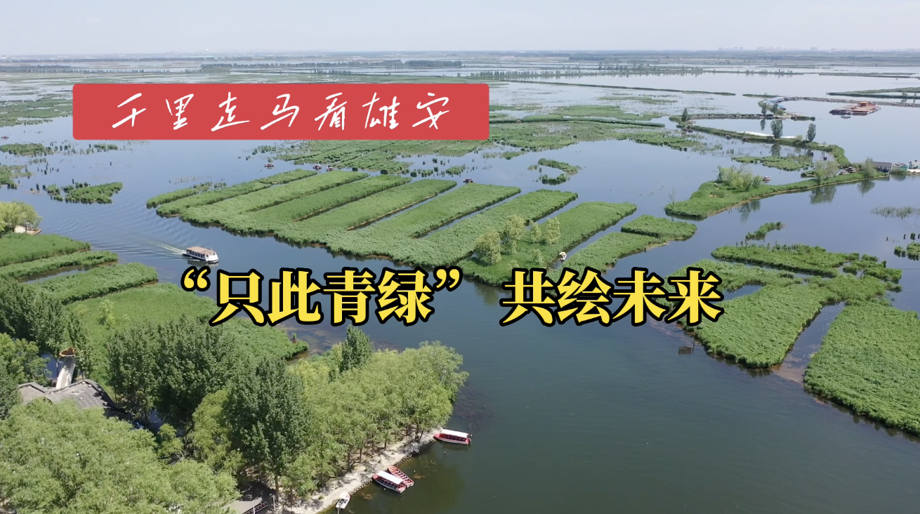 千里走马看雄安｜“只此青绿”共绘未来：3公里进森林、1公里进林带、300米进公园
