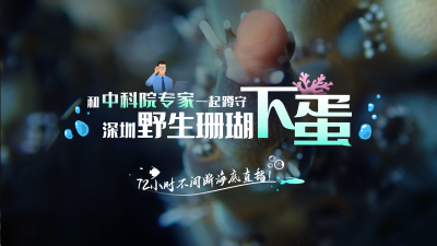 深圳野生珊瑚“下蛋”，首日超3000万人次直播间“接生”！