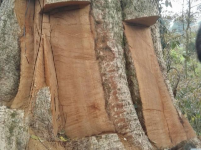 盗伐贩卖古树案追踪：2600年古楠木王被毁，500年樟木遭砍伐 