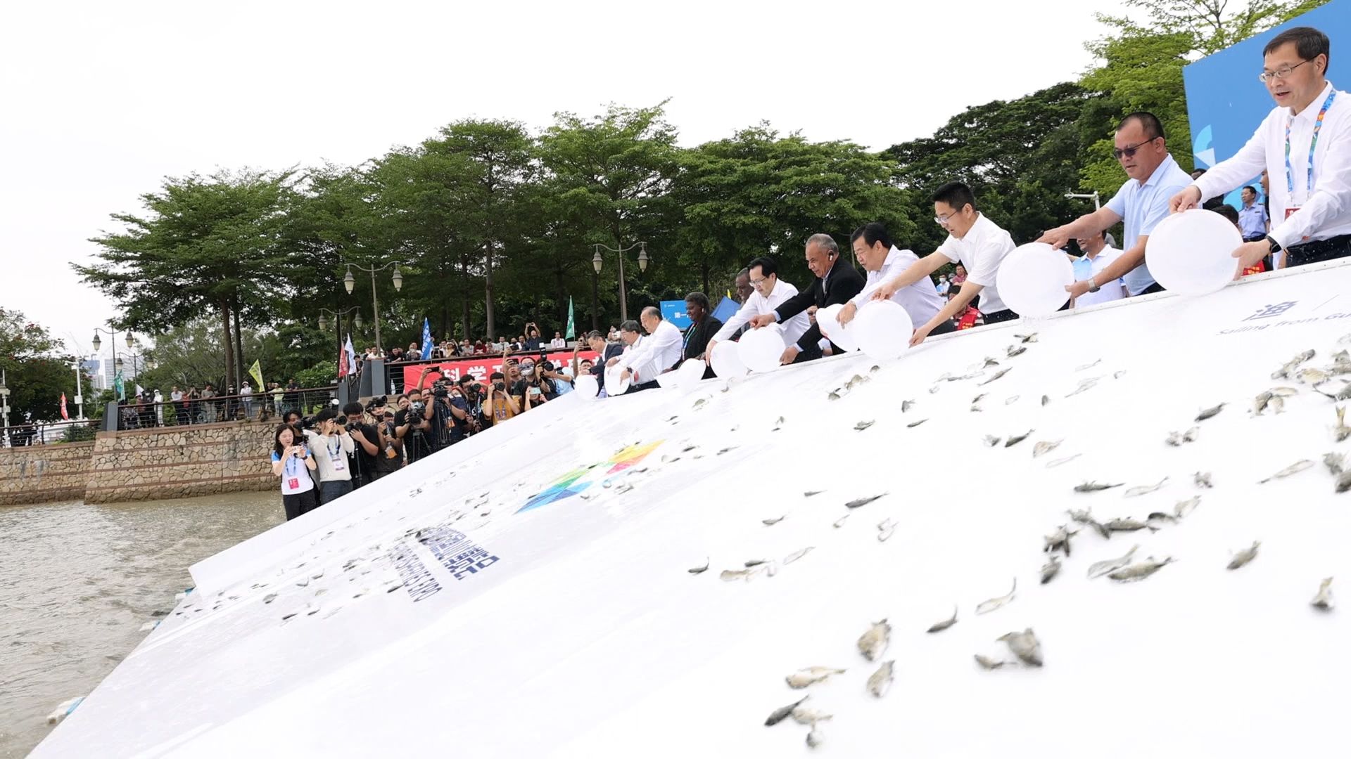 鱼跃深圳湾 共护多样性——近2万只特色海洋生物“定居”深圳湾