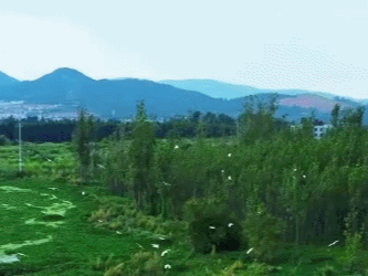 “惊飞远映碧山去，一树梨花落晚风” 高原明珠成灵禽家园