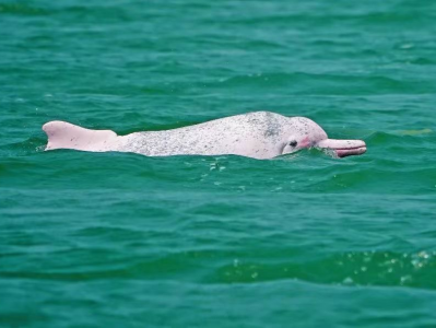 共同守护“海洋精灵”，第六届中华白海豚保护宣传日活动在汕头启动