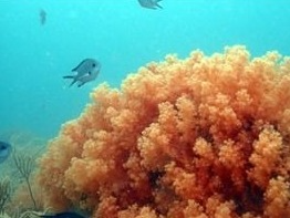 大鹏湾国家级海洋牧场将种植511株“市民珊瑚”