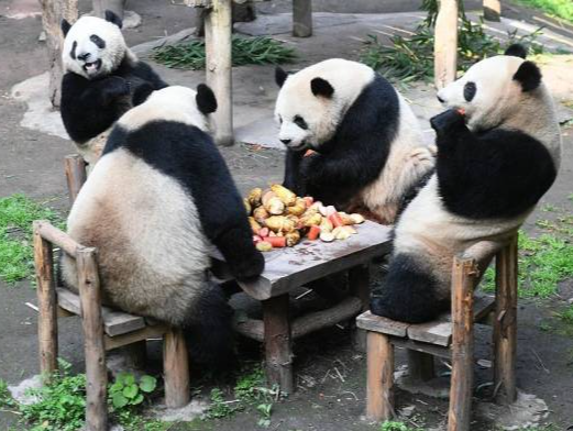 同年同月同日生！4只大熊猫“围炉煮茶”