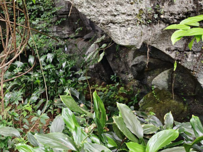 销声匿迹70多年 岩溶特有珍稀植物在广西重现