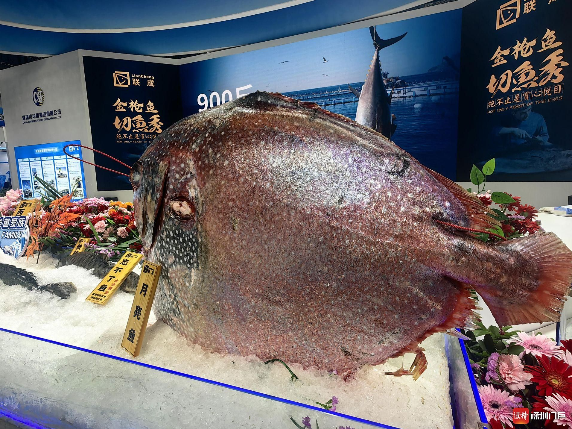 多图来袭！2023深圳国际渔业博览会火热开幕