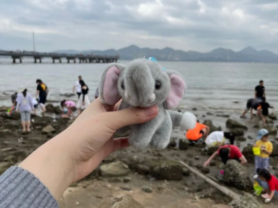 今天，深圳全城网友都在找一只小象！