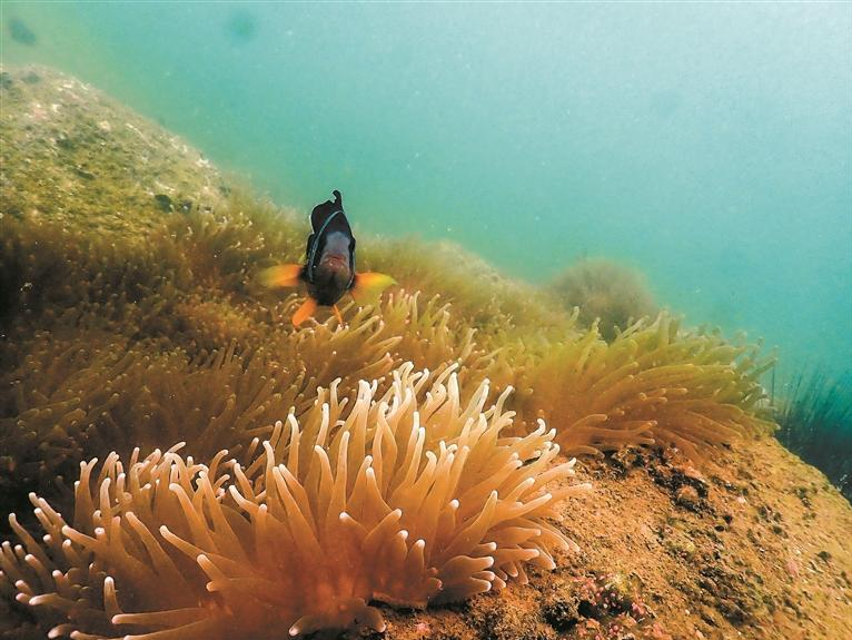 第30个国际生物多样性日来临，记者跟随专家脚步上山入海寻找大鹏神奇生物