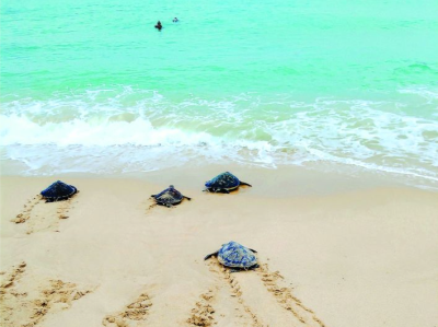800只人工繁育绿海龟在惠集中放流 刷新国内相关纪录