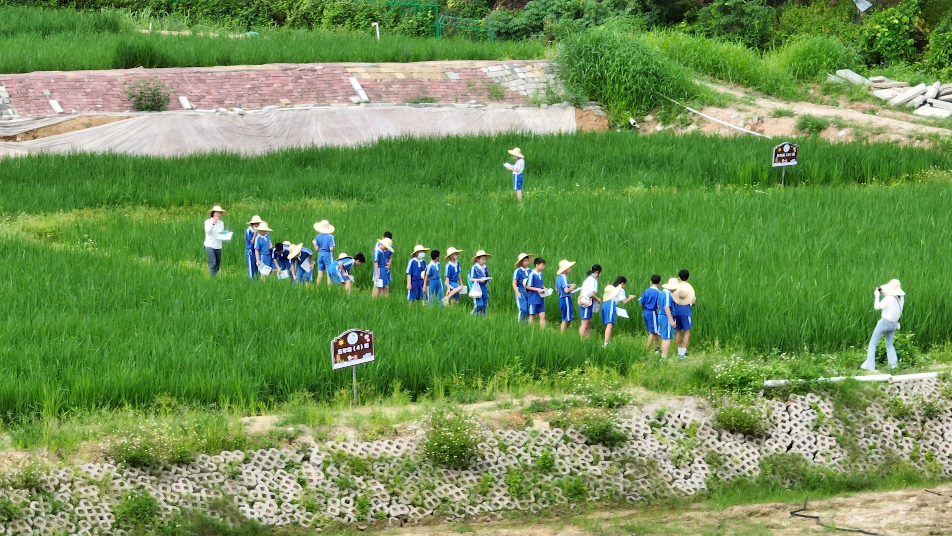 劳动实践课堂开进田间地头