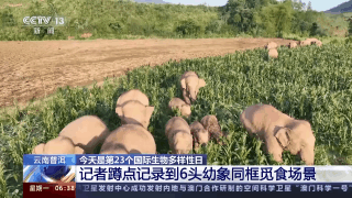 吃饱饱、洗香香……野生亚洲象的最新生活片段曝光