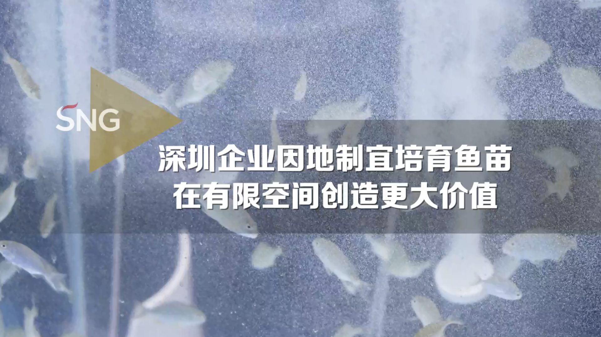 深圳渔业小空间创造大价值