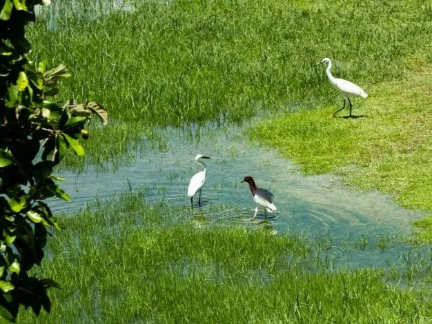 5·22国际生物多样性日系列 | 跟着岭南浮蛙探秘宝安“生物家底”